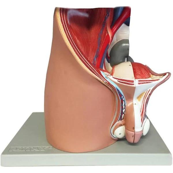 Anatomical Model Male Pelvis, 4 Parts