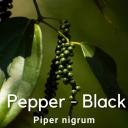 Black Pepper Vine - Piper nigrum