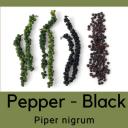 Black Pepper Vine - Piper nigrum