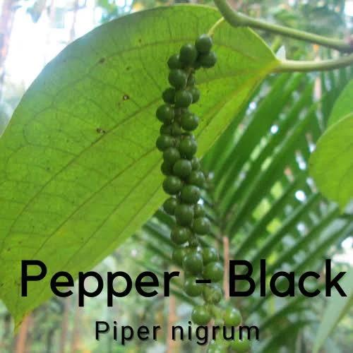 Black Pepper Vine - Piper nigrum