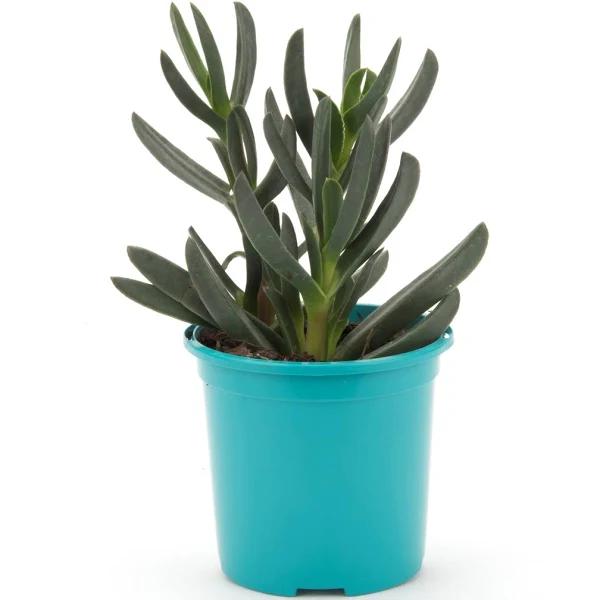 Bright & Easy 105mm Bright and Easy - Carpobrotus Rossii