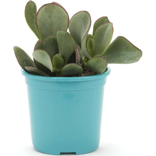 Bright & Easy 105mm Bright and Easy Silver Dollar Jade Plant - Crassula Arborescens