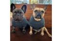 Coco & Pud Cable Dog Sweater - Slate Grey