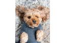 Coco & Pud Cable Dog Sweater - Slate Grey