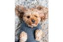 Coco & Pud Cable Dog Sweater - Slate Grey