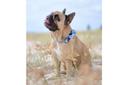 Coco & Pud Whale of A Time Dog Collar Large - Collar & Bow Tie