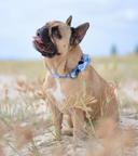 Coco & Pud Whale of A Time Dog Collar Large - Collar & Bow Tie