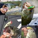 Daiwa Steez Popper 50F Smelt Fishing Lure
