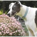 DOGUE Leather Glamour Collar - S - Pink