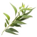 Essential Oil - Eucalyptus