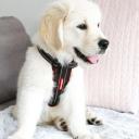 EzyDog Chest Plate Harness, Small / Grey