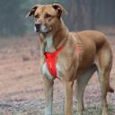 EzyDog Chest Plate Harness, Small / Grey