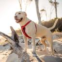 EzyDog Chest Plate Harness, Small / Grey