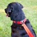 EzyDog Double Up Collar, Large / Grey