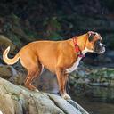 EzyDog Double Up Collar, Large / Grey