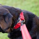 EzyDog Double Up Collar, Large / Grey