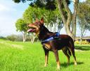 EzyDog Express Dog Harness Pink XX-Small (37-45cm)