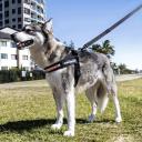 EzyDog Express Harness, Small / Grey