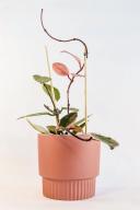 Floral Interiors Pot Culotta Terracotta 18.5cmh x 19cmd