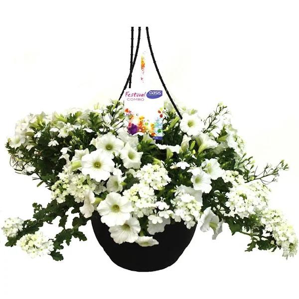 Floriana 270mm Coconut Ice Mix Hanging Basket - Festival Combo Range