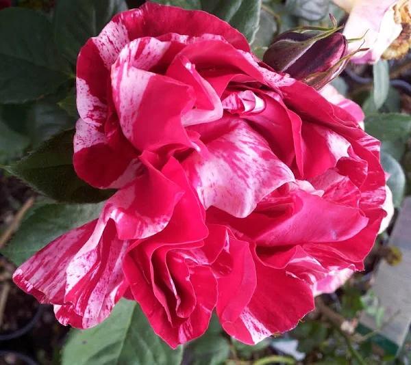 Henri Matisse - Delbard Rose (bare rooted)