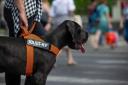 IDC Color&Gray Belt Harness - Black Size:Mini