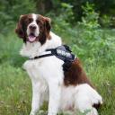 Julius K-9 IDC Power Baby Harness Grey Baby 2