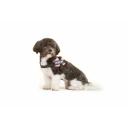 Julius-K9, 16IDC-PN-M, IDC Powerharness, Dog Harness, Size: Mini, Pink