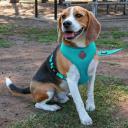 Kazoo Classic Soft Walking Harness Mint M