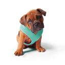 Kazoo Classic Soft Walking Harness Mint XS