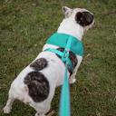 Kazoo Classic Soft Walking Harness Mint XS