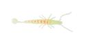 Madeye Paddle Prawn 7in / Glow