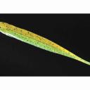 Megabass Hazedong Shad Green Pumpkin Chartreuse; 3 in.