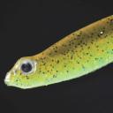 Megabass Hazedong Shad Green Pumpkin Chartreuse; 3 in.