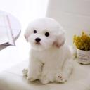 Mini Dogs and Puppies Plush Toy Cat