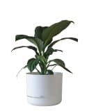 Mr Kitly Self Watering Pot 375mm 375mm / White