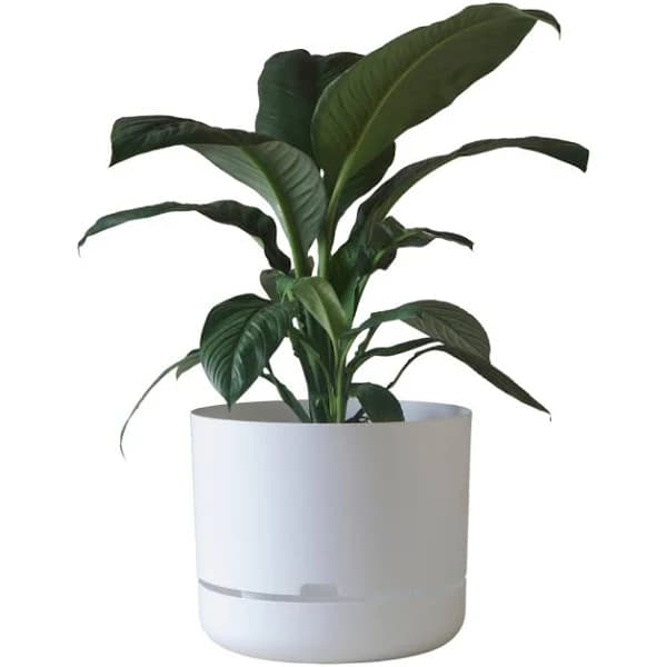 Mr Kitly Self Watering Pot 375mm 375mm / White