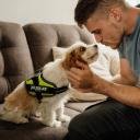 Neon Yellow IDC Harness Mini-Mini Julius K9
