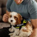 Neon Yellow IDC Harness Mini-Mini Julius K9