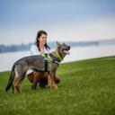 Neon Yellow IDC Harness T-1 Julius K9