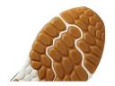 New Balance Women's Fresh Foam Arishi V4 Black/Light Gold Metallic/Gum 020 - Size 6