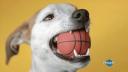 Pedigree Dentastix Dental Snack for Oral Hygiene of Small Dogs 56 Barritas