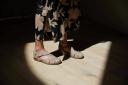 Planet Shoes Birdine Coco Beige Leather Flats Beige 9