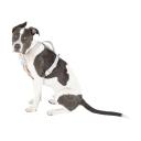 Pup Crew Pro Pathfinder Reflective Dog Harness Coral Large
