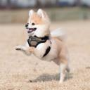 Puppia Soft Harness C - Camo - Small - AfterPay & zipPay Available