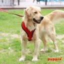 Puppia Soft Mesh Dog Harness Purple XXL