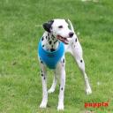Puppia Soft Mesh Dog Harness Purple XXL