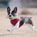 Puppia Soft Mesh Dog Harness Purple XXL