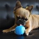 Rufus & Coco Clean & Chew Dental Toy Mint