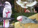 The Aviator Pet Bird Harness and Leash: Medium Purple